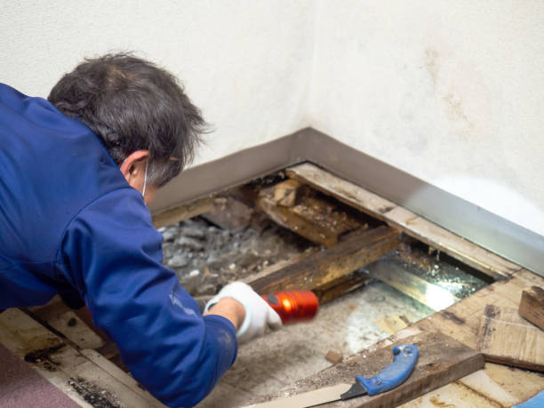 Best Health and Safety Mold Remediation in Decatur, MI