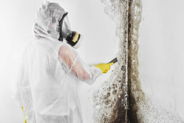 Best Insurance-Related Mold Remediation in Decatur, MI