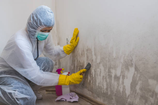 Best Residential Mold Remediation in Decatur, MI