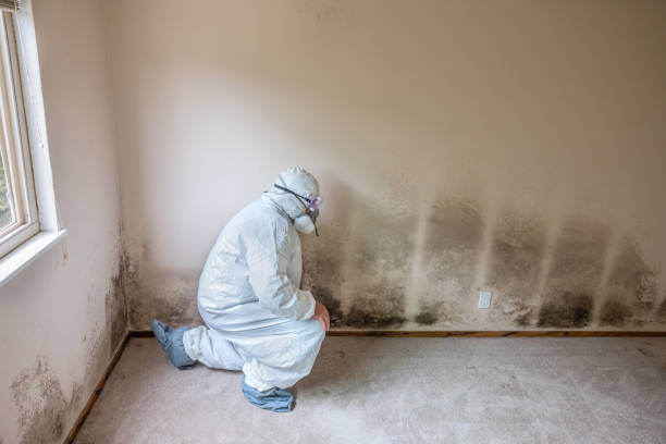 Best HVAC Mold Remediation in Decatur, MI