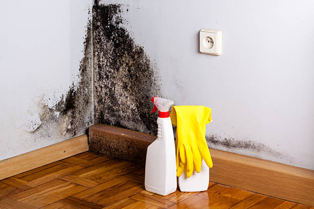 Best Crawl Space Mold Remediation in Decatur, MI