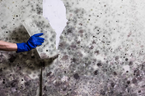 Best Commercial Mold Remediation in Decatur, MI