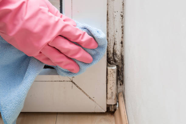 Best White Mold Remediation in Decatur, MI